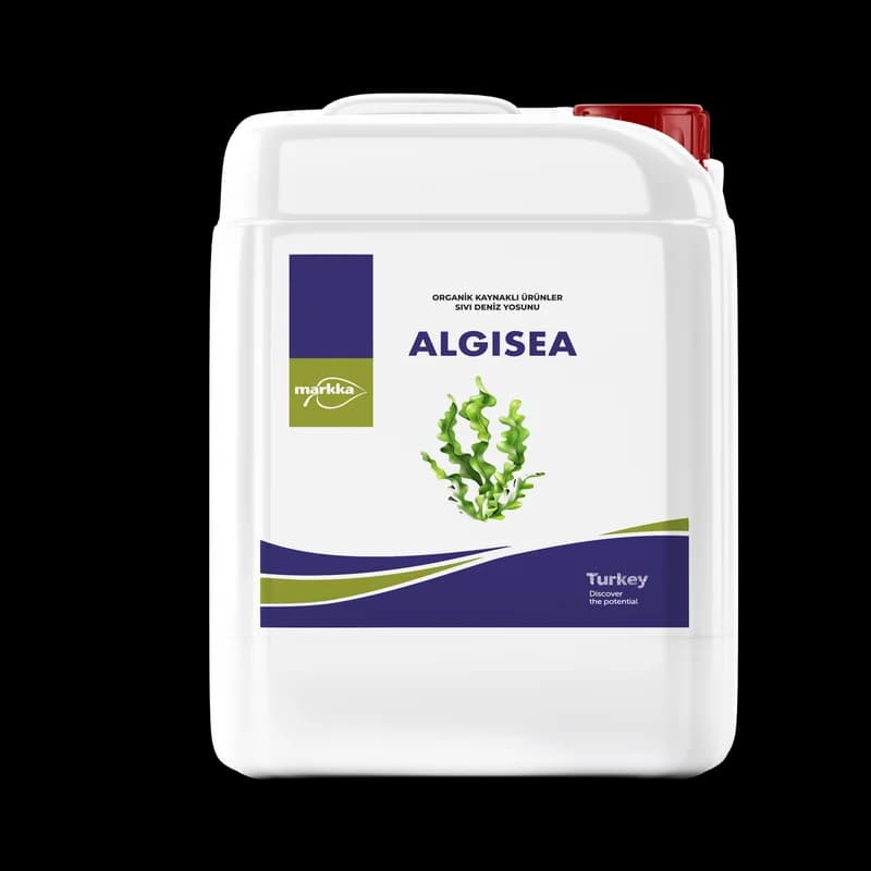 Algısea